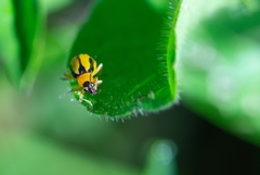 Diabrotica interruptolineata