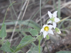 Solanum tweedianum