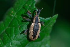 Heilipus catagraphus