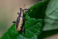 Heilipus catagraphus