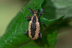 Heilipus catagraphus