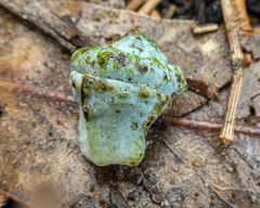 Eucalyptus globulus globulus