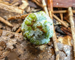 Eucalyptus globulus globulus