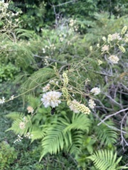 Acaciella