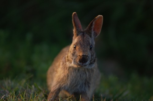 Marsh Rabbit