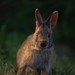 Marsh Rabbit - Photo (c) Kiara, some rights reserved (CC BY-NC), uploaded by Kiara