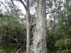 Eucalyptus globulus globulus
