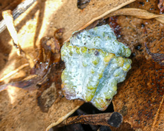 Eucalyptus globulus globulus