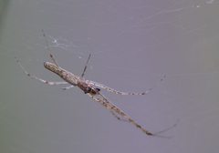 Tetragnatha demissa