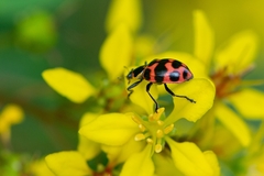 Coleomegilla occulta