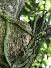 Taeniophyllum marianense