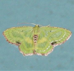 Metallochlora lineata