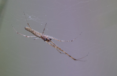 Tetragnatha demissa