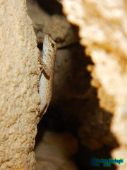 Pristurus rupestris rupestris