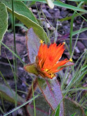 Gomphrena arborescens
