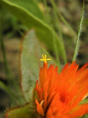 Gomphrena arborescens