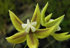 Blepharodon ampliflorum