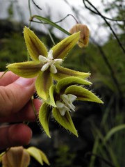 Blepharodon ampliflorum