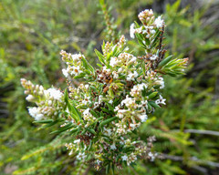 Leucopogon collinus