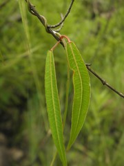 Blepharodon ampliflorum