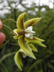 Blepharodon ampliflorum