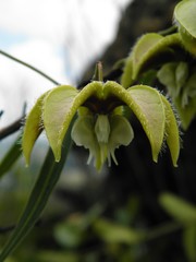 Blepharodon ampliflorum