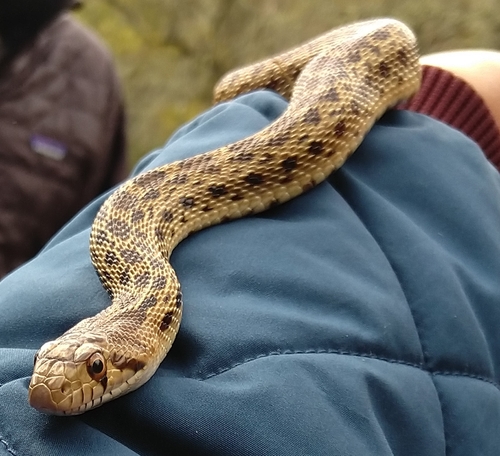 iNaturalist observation photo of Pacific Gopher Snake