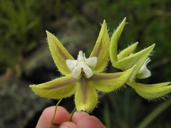 Blepharodon ampliflorum