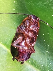 Loboptera