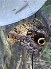 Caligo telamonius memnon