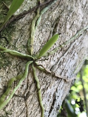Taeniophyllum marianense