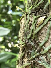 Taeniophyllum marianense