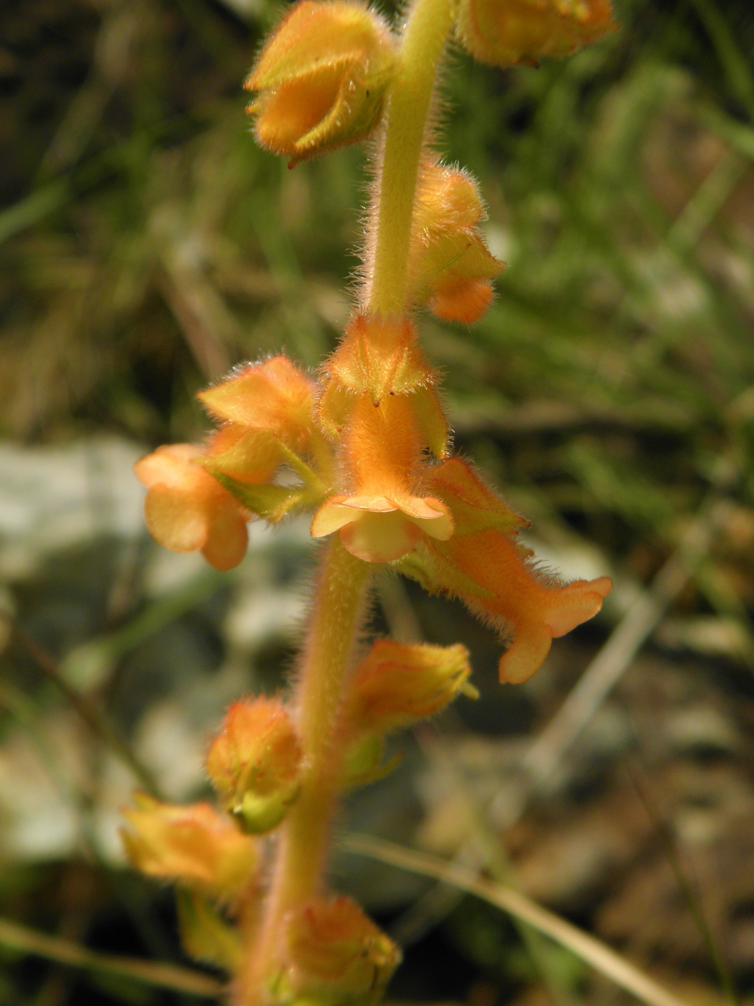 Sinningia allagophylla