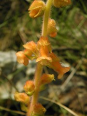 Sinningia allagophylla