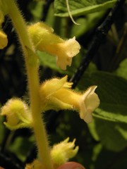 Sinningia allagophylla
