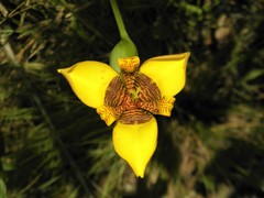 Trimezia juncifolia