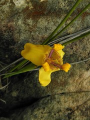 Trimezia juncifolia