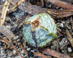Eucalyptus globulus globulus