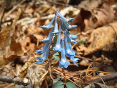 Corydalis ambigua