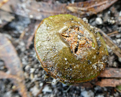 Eucalyptus globulus globulus