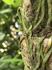 Taeniophyllum marianense