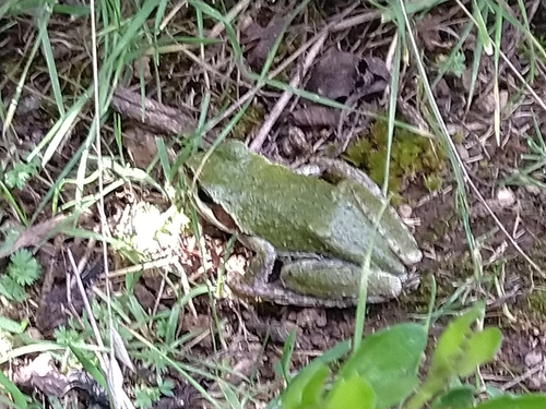 iNaturalist observation photo of Pacific chorus frog