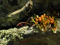 Bulbophyllum bidentatum