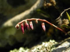 Bulbophyllum bidentatum
