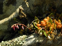 Bulbophyllum bidentatum