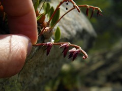 Bulbophyllum bidentatum