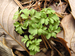 Adoxa moschatellina