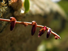 Bulbophyllum bidentatum