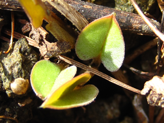 Trigonotis radicans sericea