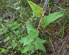Lasiopetalum macrophyllum